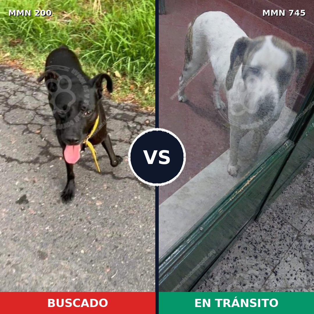 Comparativa MMS 11681: mascota perdida y mascota encontrada, 60% de similitud