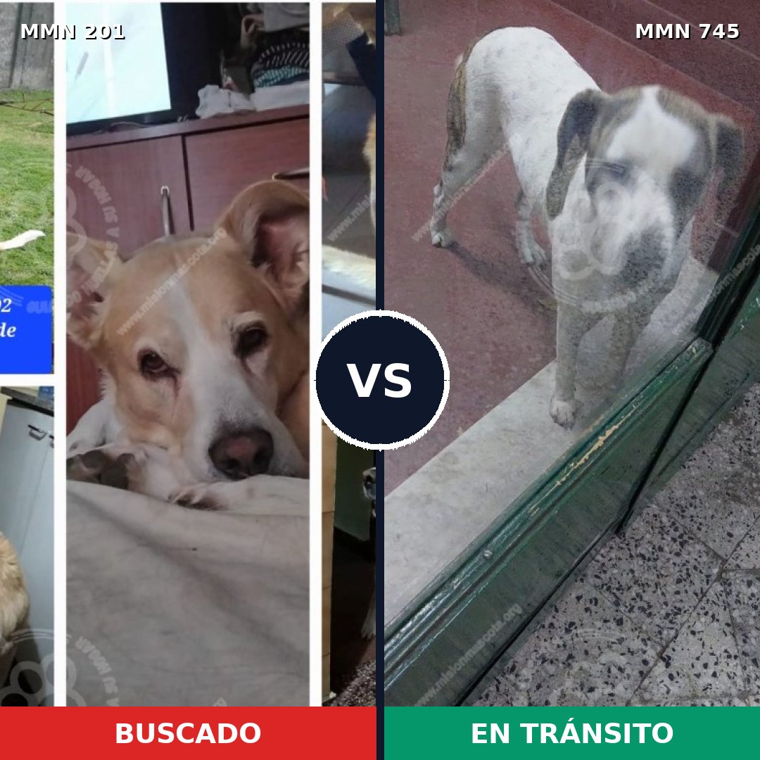 Comparativa MMS 11682: mascota perdida y mascota encontrada, 39% de similitud