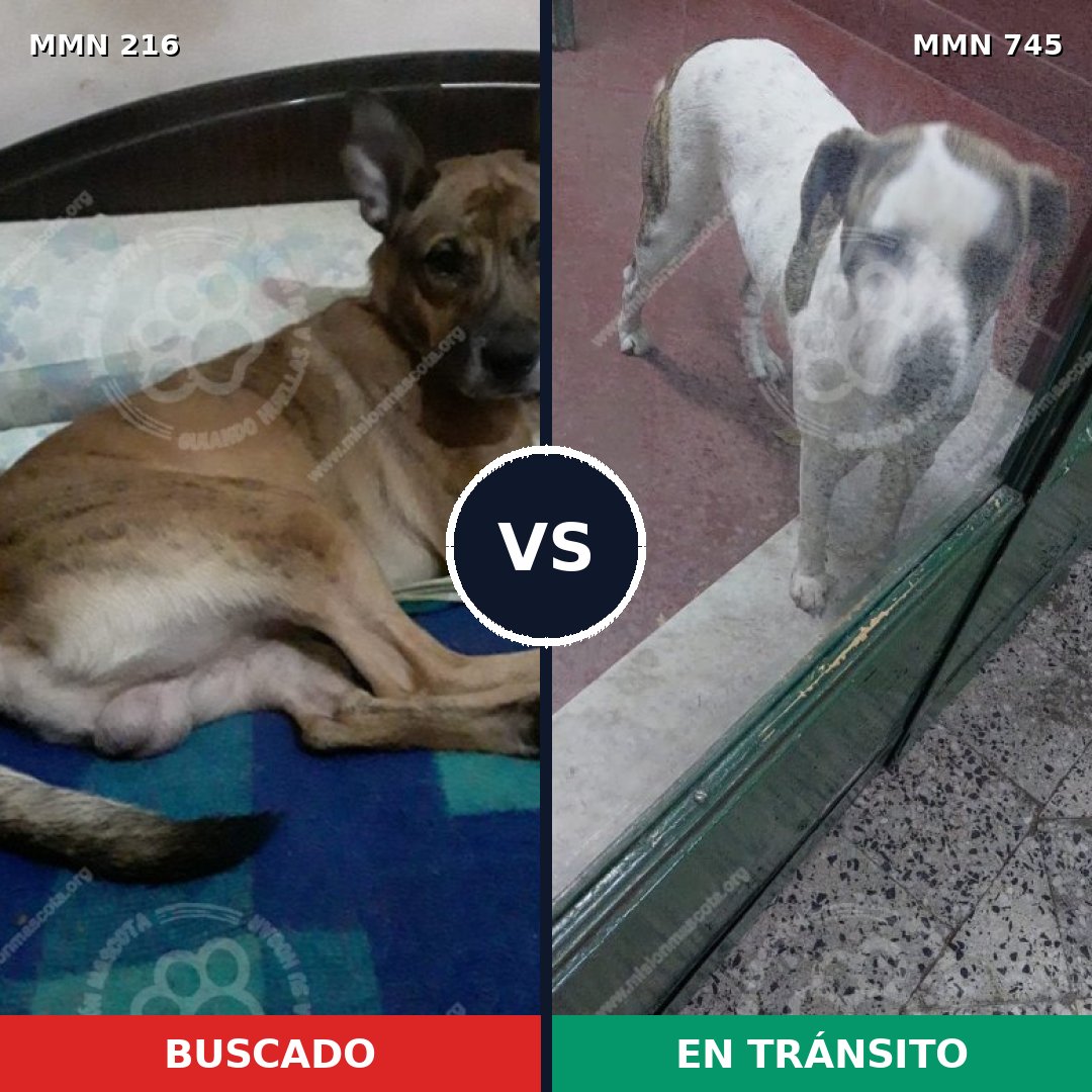 Comparativa MMS 11683: mascota perdida y mascota encontrada, 47% de similitud