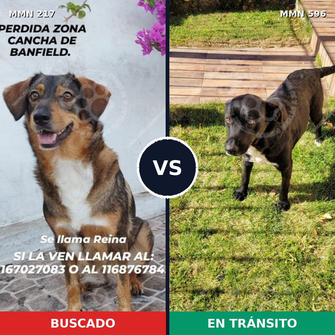Comparativa MMS 11684: mascota perdida y mascota encontrada, 69% de similitud