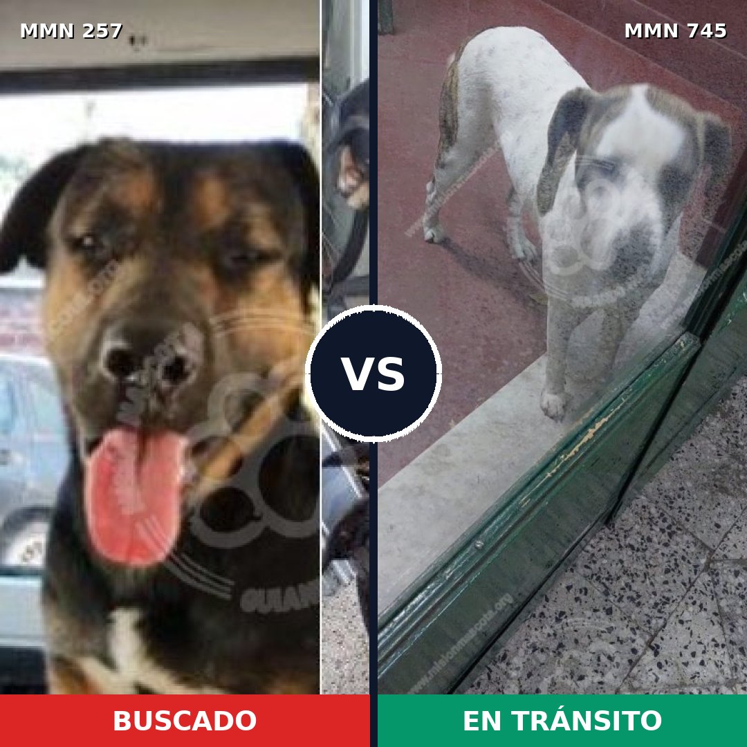 Comparativa MMS 11686: mascota perdida y mascota encontrada, 6% de similitud