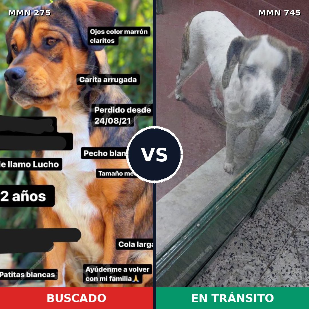 Comparativa MMS 11687: mascota perdida y mascota encontrada, 43% de similitud