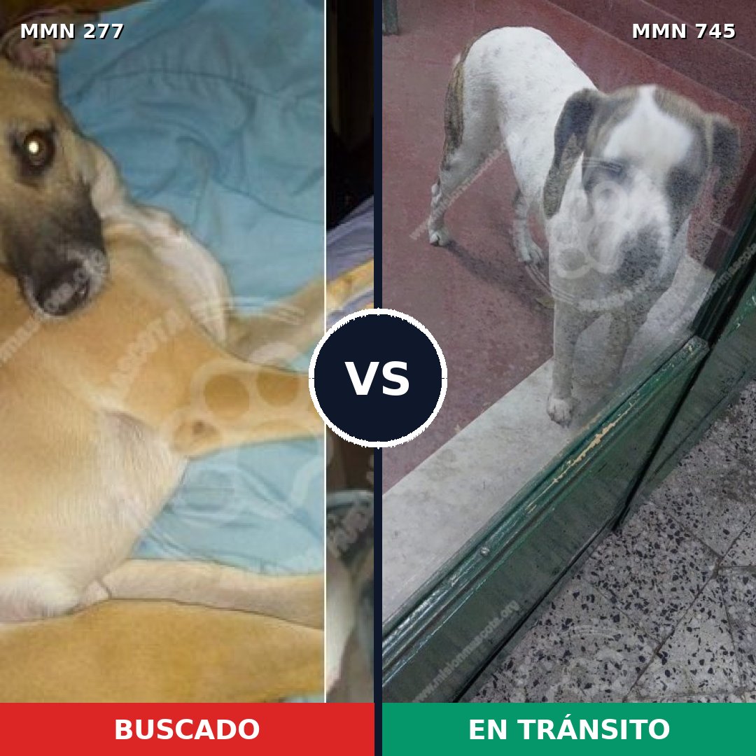 Comparativa MMS 11688: mascota perdida y mascota encontrada, 56% de similitud