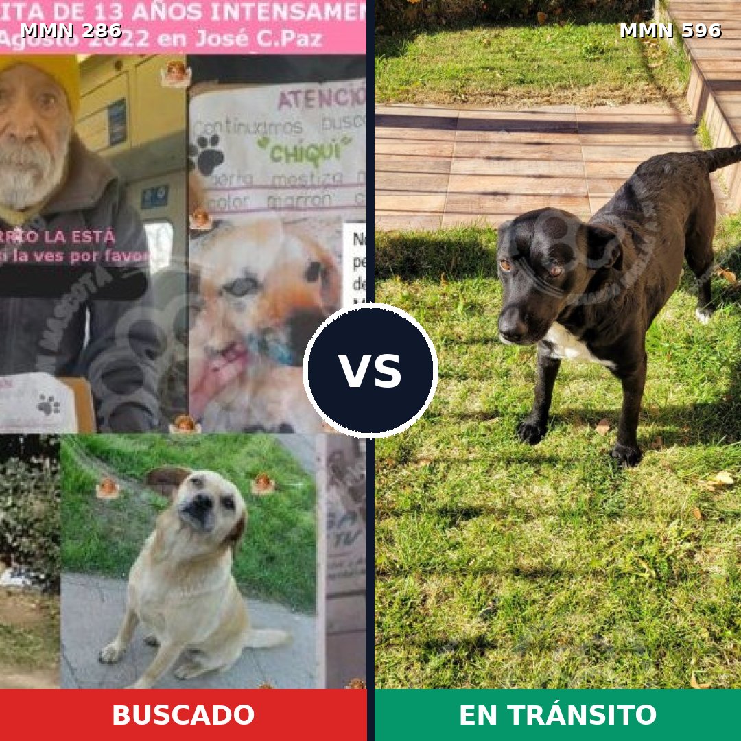 Comparativa MMS 11690: mascota perdida y mascota encontrada, 49% de similitud