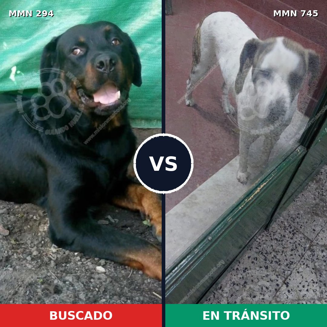 Comparativa MMS 11691: mascota perdida y mascota encontrada, 7% de similitud