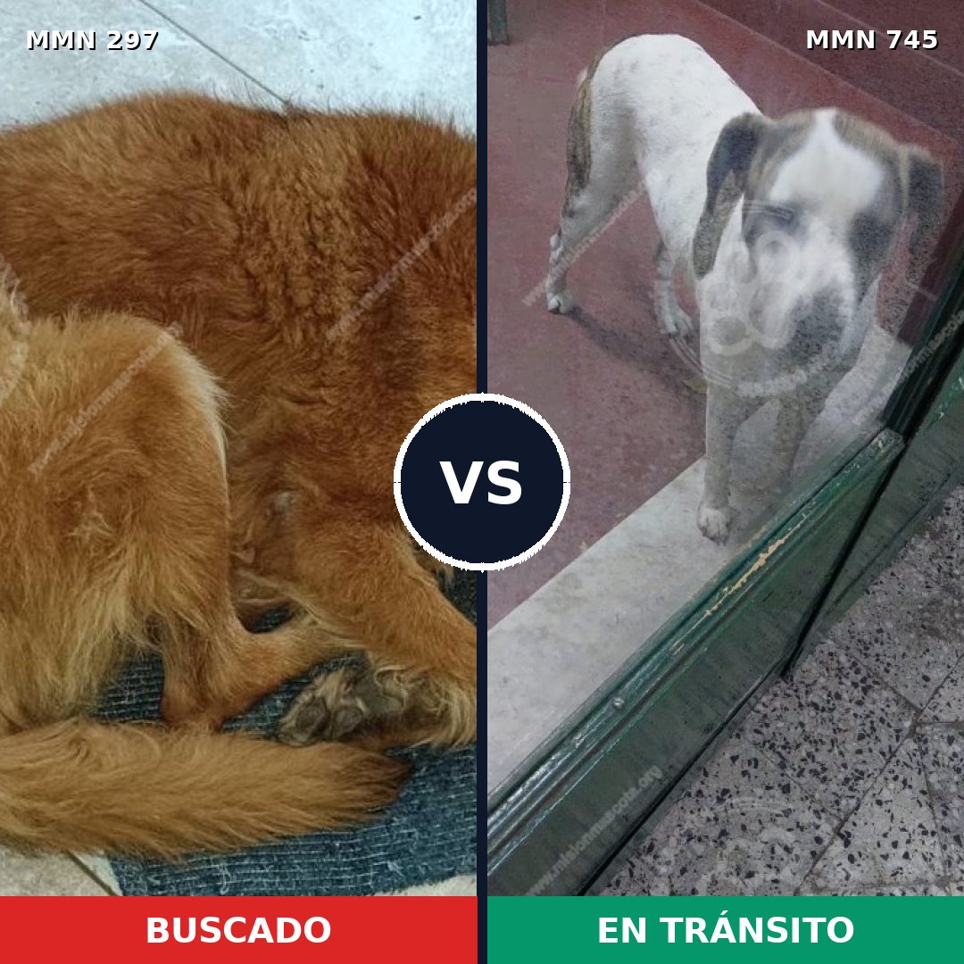 Comparativa MMS 11692: mascota perdida y mascota encontrada, 43% de similitud