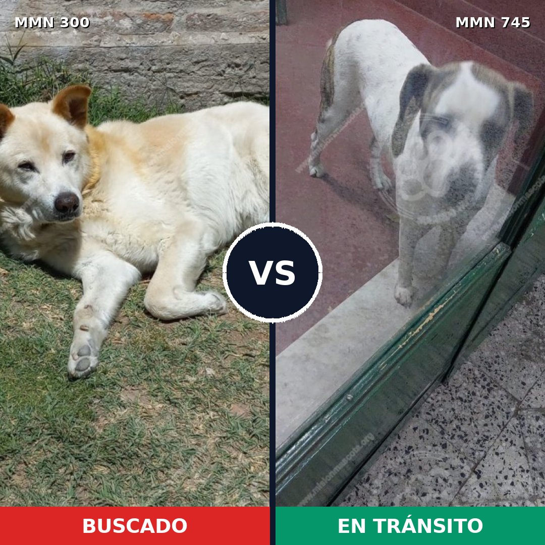 Comparativa MMS 11693: mascota perdida y mascota encontrada, 54% de similitud