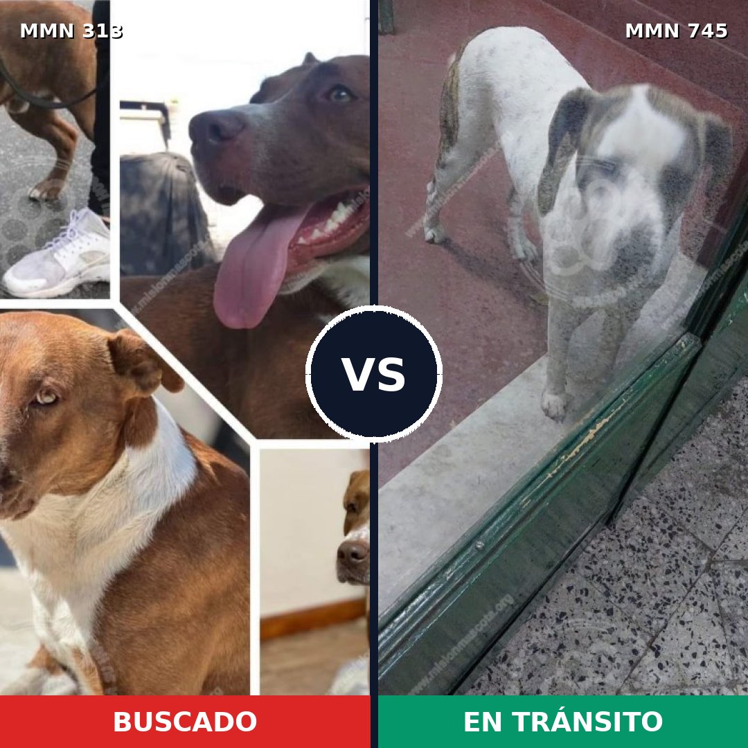 Comparativa MMS 11695: mascota perdida y mascota encontrada, 69% de similitud