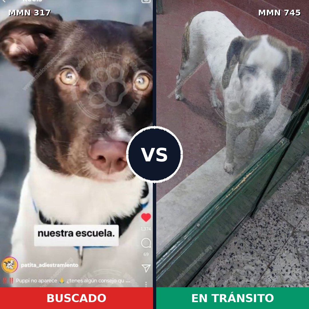 Comparativa MMS 11696: mascota perdida y mascota encontrada, 41% de similitud