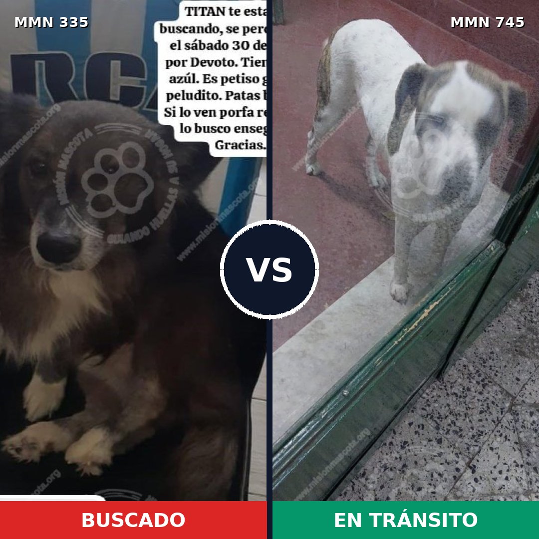 Comparativa MMS 11698: mascota perdida y mascota encontrada, 63% de similitud