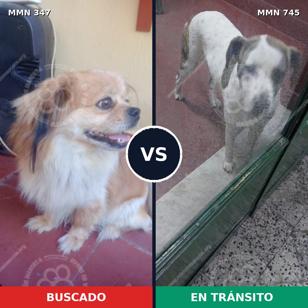 Comparativa MMS 11699: mascota perdida y mascota encontrada, 25% de similitud