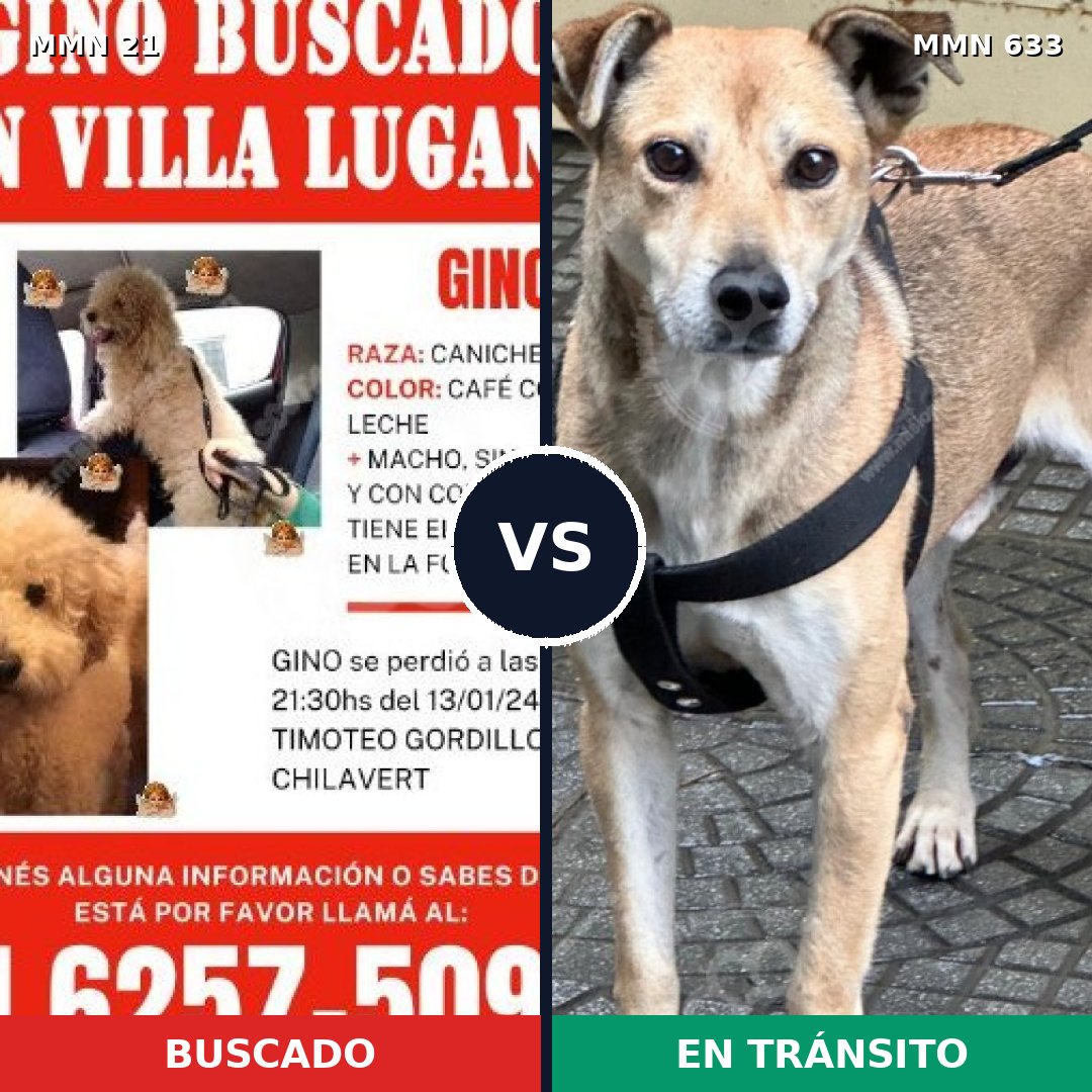 Comparativa MMS 1170: mascota perdida y mascota encontrada, 36% de similitud