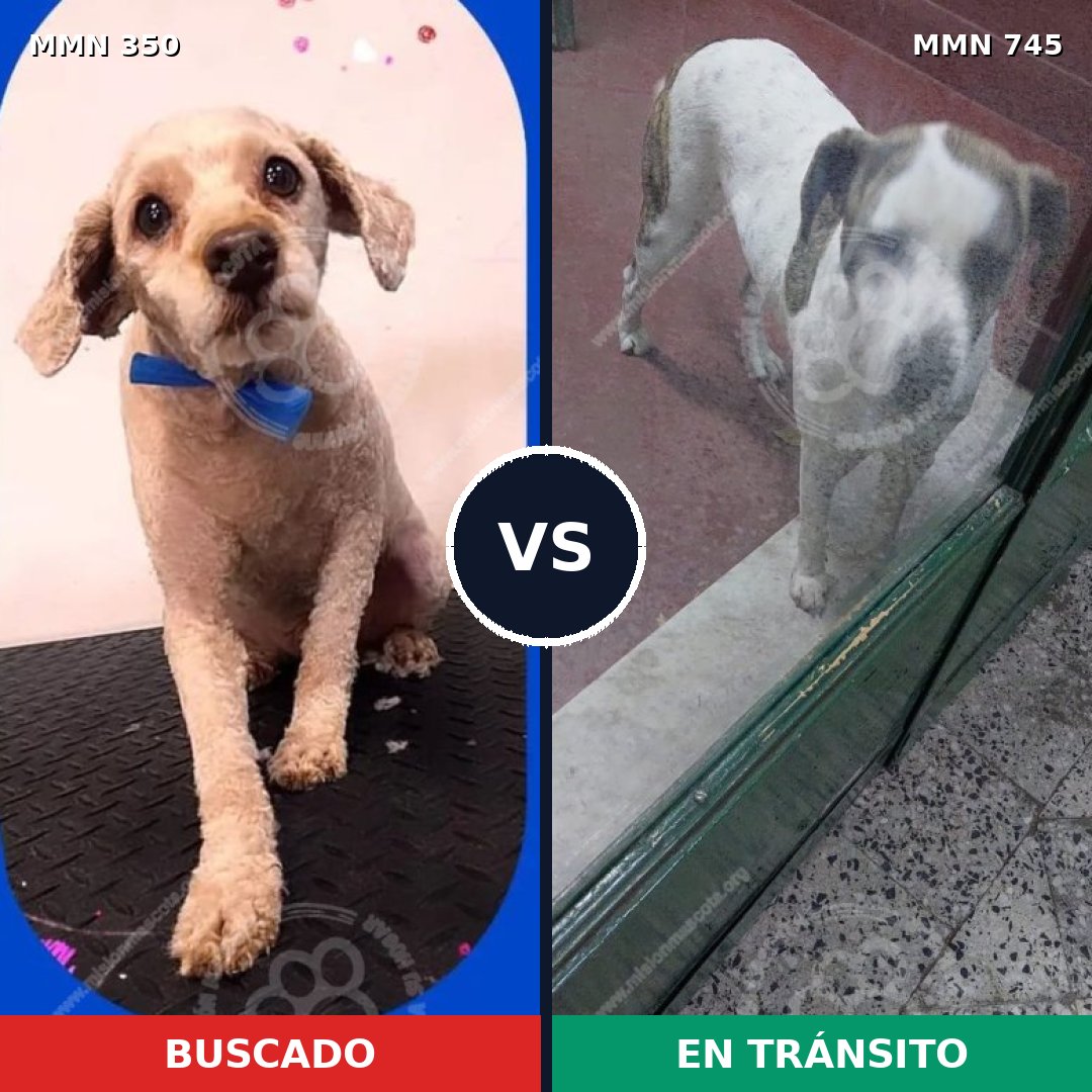Comparativa MMS 11700: mascota perdida y mascota encontrada, 39% de similitud
