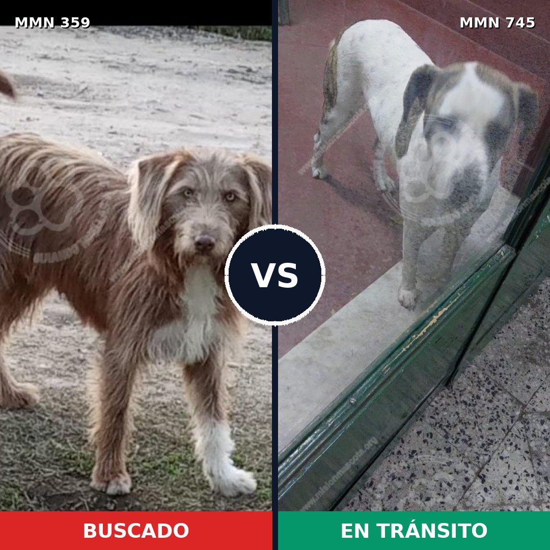 Comparativa MMS 11703: mascota perdida y mascota encontrada, 25% de similitud