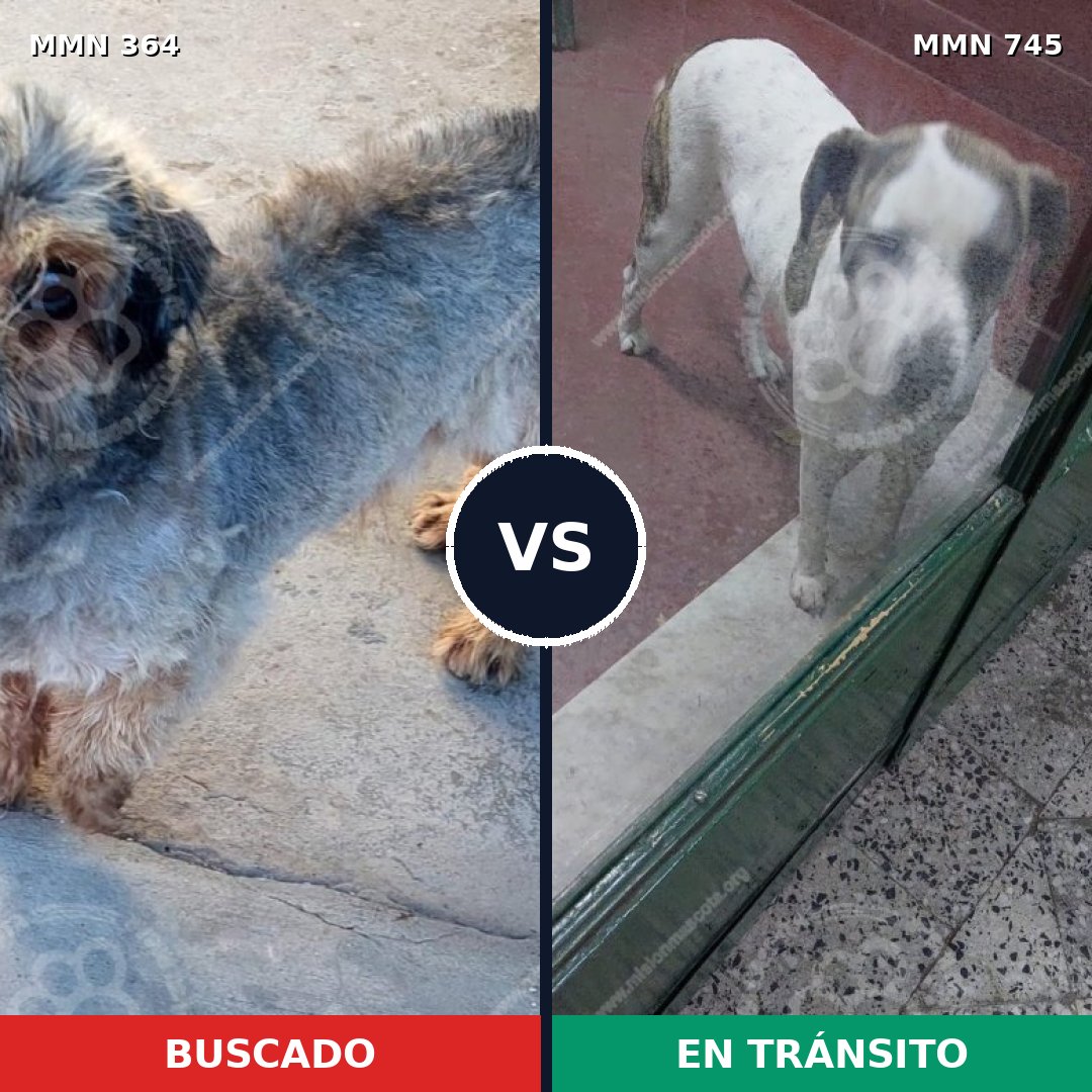 Comparativa MMS 11704: mascota perdida y mascota encontrada, 12% de similitud