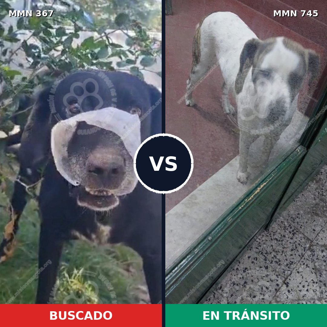 Comparativa MMS 11705: mascota perdida y mascota encontrada, 67% de similitud