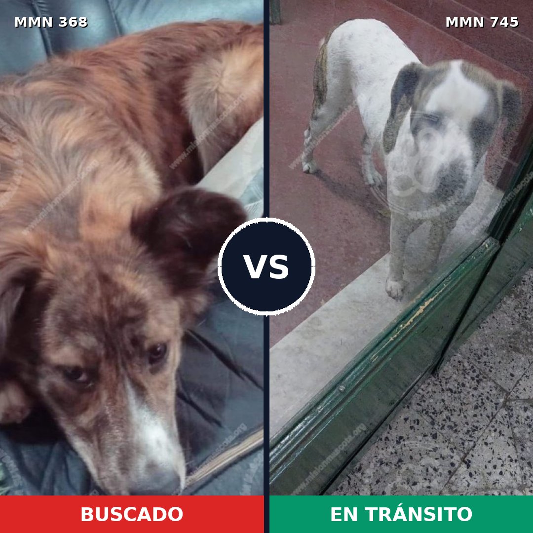 Comparativa MMS 11706: mascota perdida y mascota encontrada, 64% de similitud