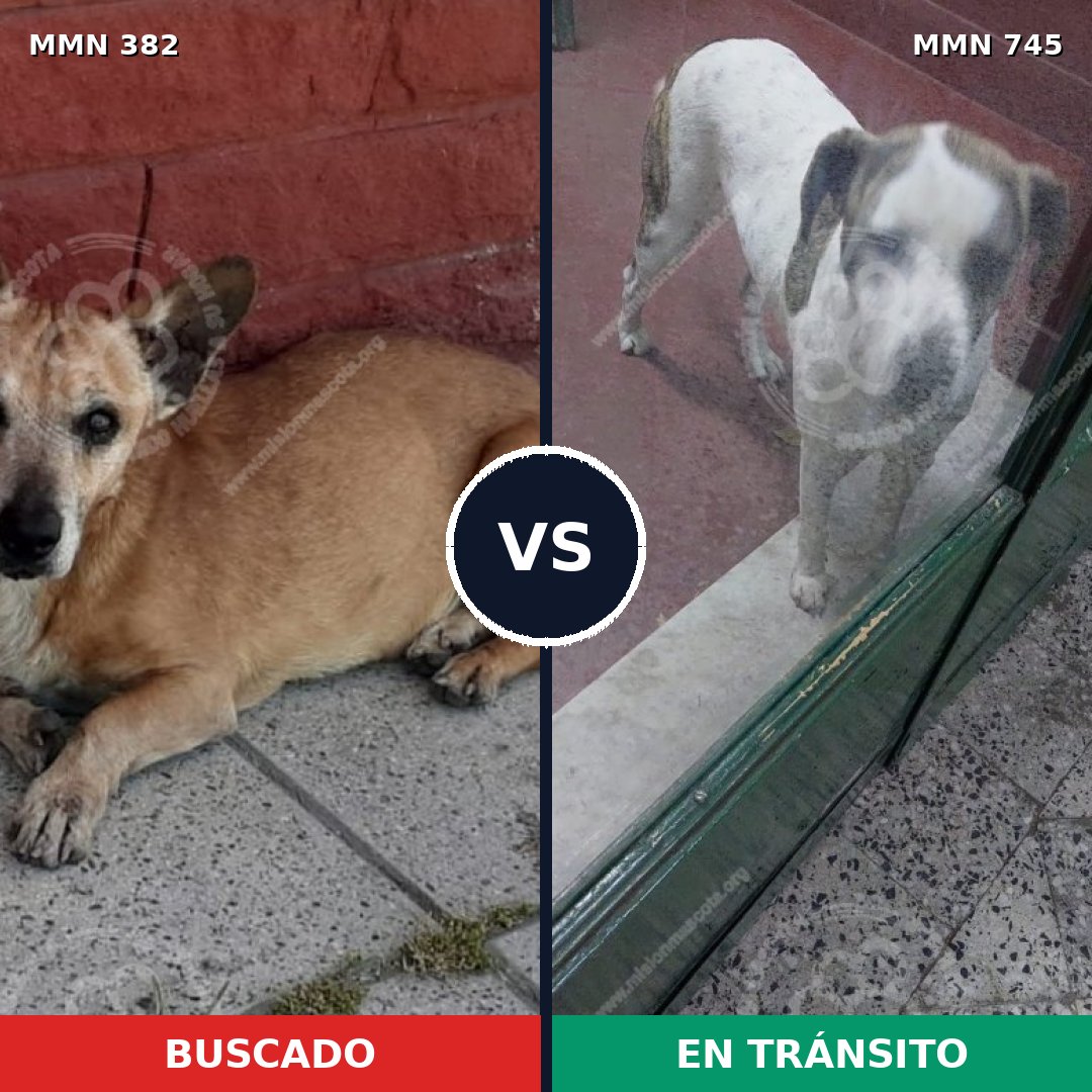Comparativa MMS 11707: mascota perdida y mascota encontrada, 66% de similitud