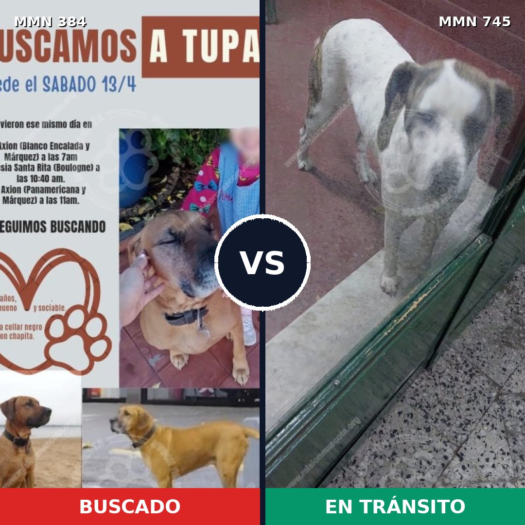 Comparativa MMS 11708: mascota perdida y mascota encontrada, 25% de similitud