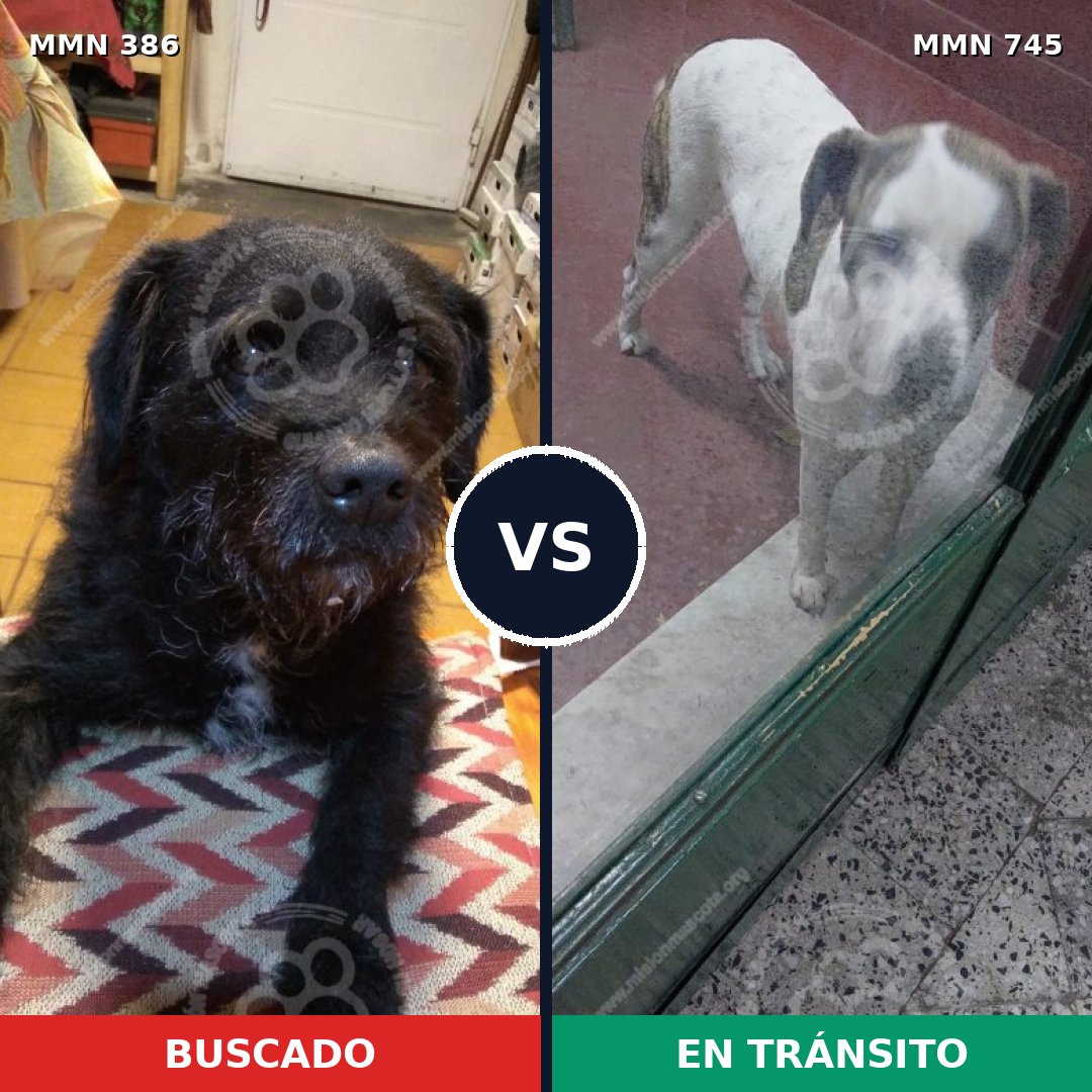 Comparativa MMS 11709: mascota perdida y mascota encontrada, 48% de similitud