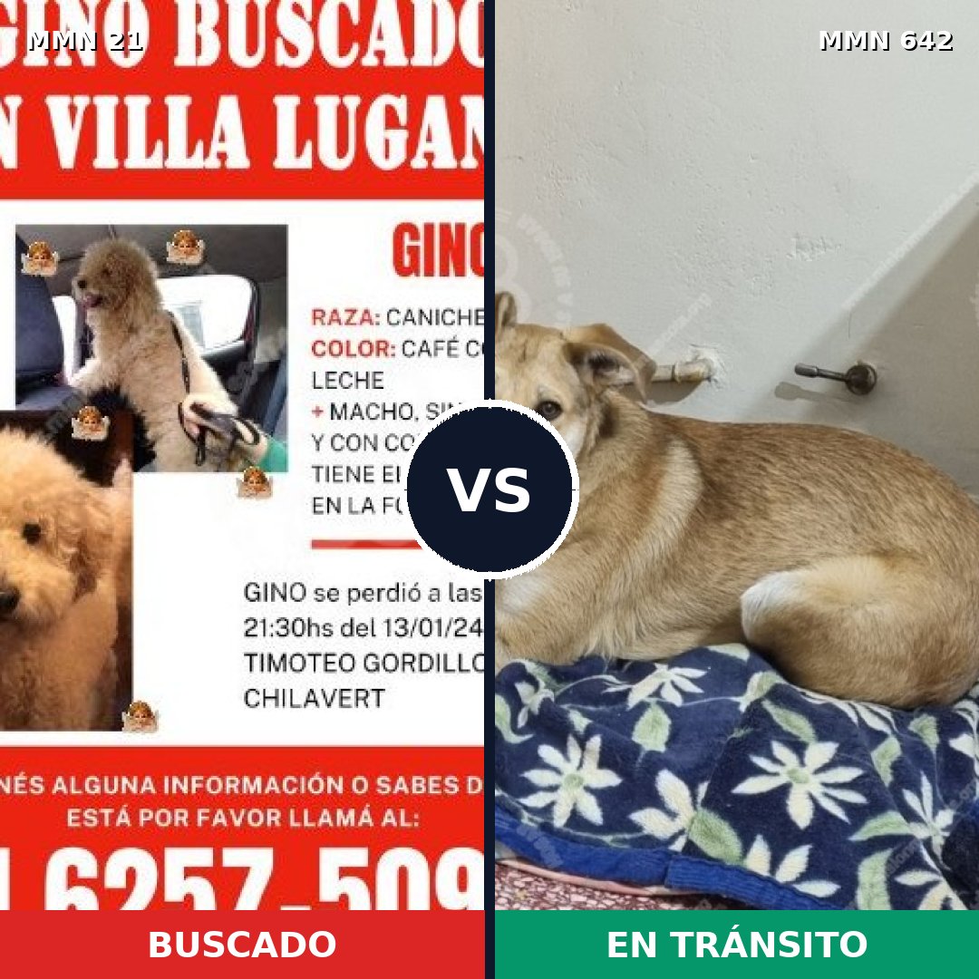 Comparativa MMS 1171: mascota perdida y mascota encontrada, 22% de similitud