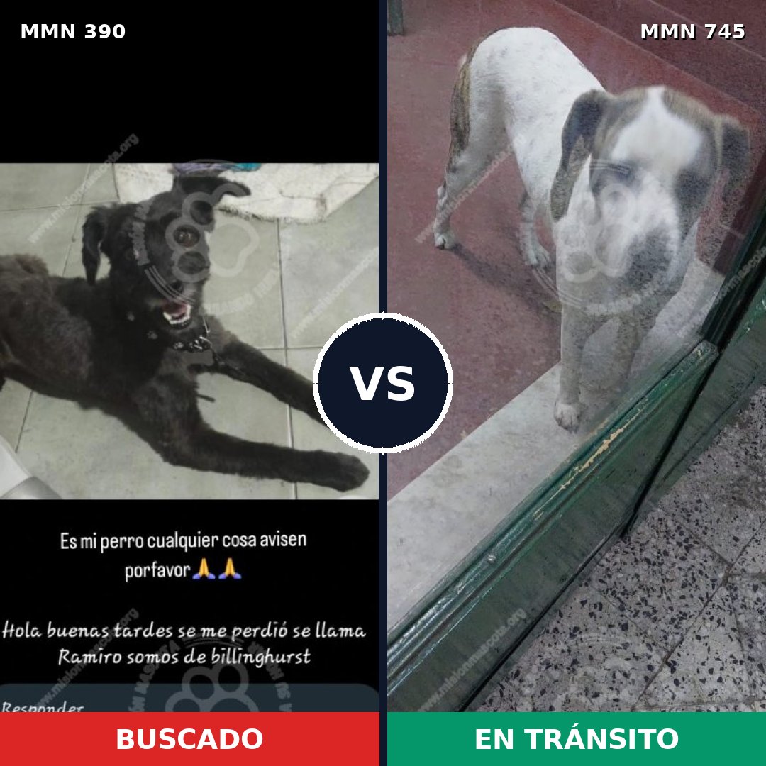 Comparativa MMS 11710: mascota perdida y mascota encontrada, 42% de similitud