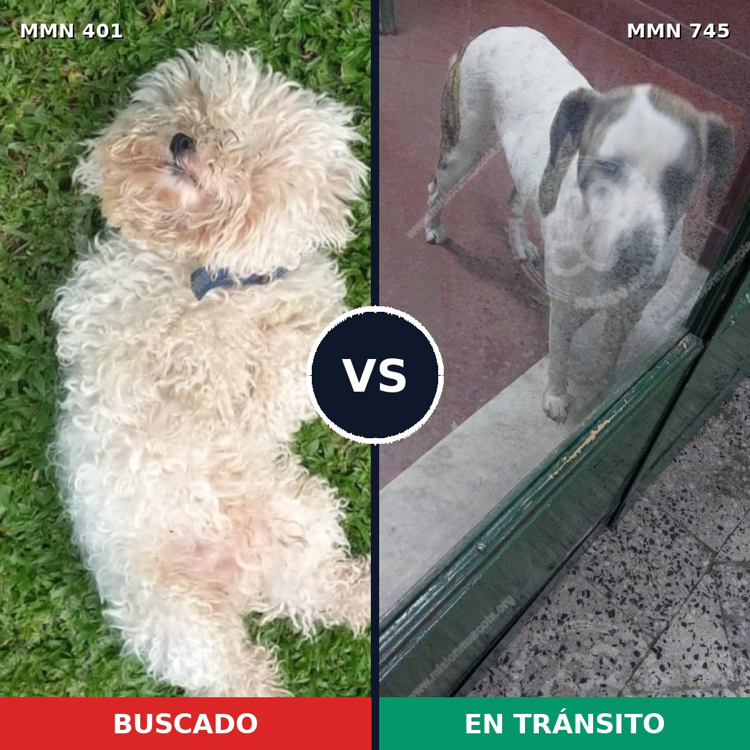 Comparativa MMS 11711: mascota perdida y mascota encontrada, 26% de similitud