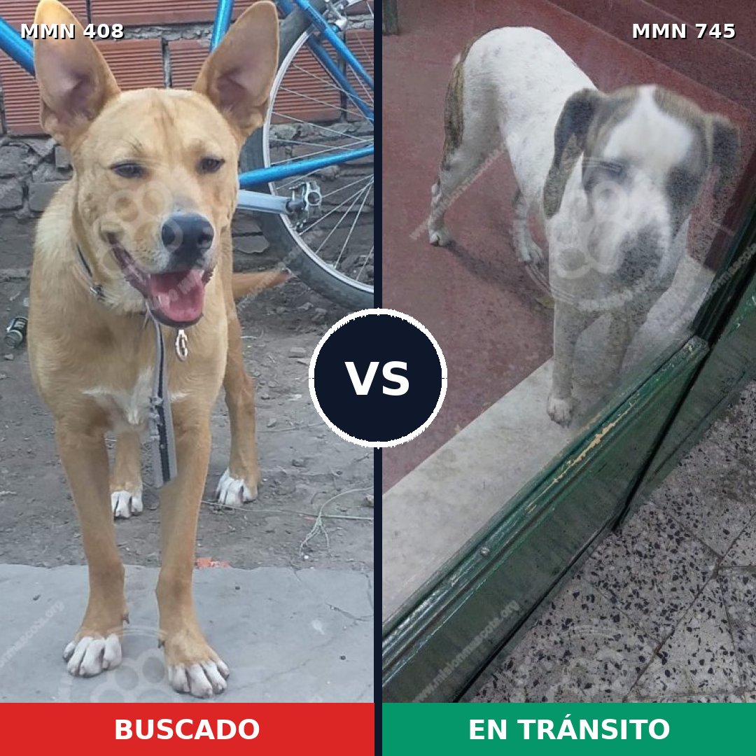 Comparativa MMS 11712: mascota perdida y mascota encontrada, 29% de similitud