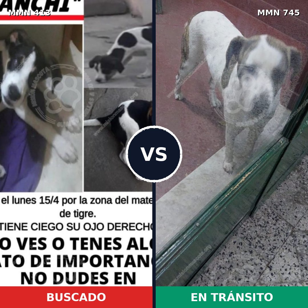 Comparativa MMS 11713: mascota perdida y mascota encontrada, 29% de similitud