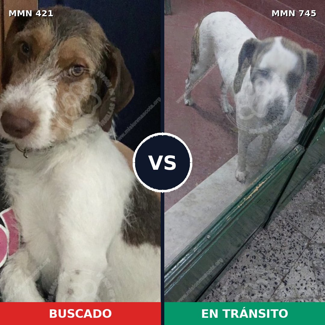 Comparativa MMS 11714: mascota perdida y mascota encontrada, 56% de similitud