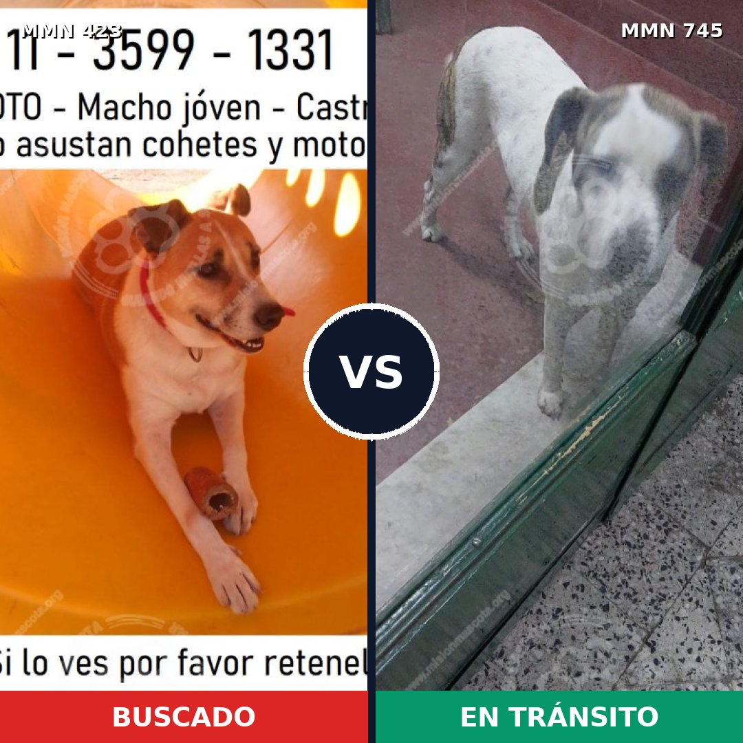 Comparativa MMS 11715: mascota perdida y mascota encontrada, 50% de similitud