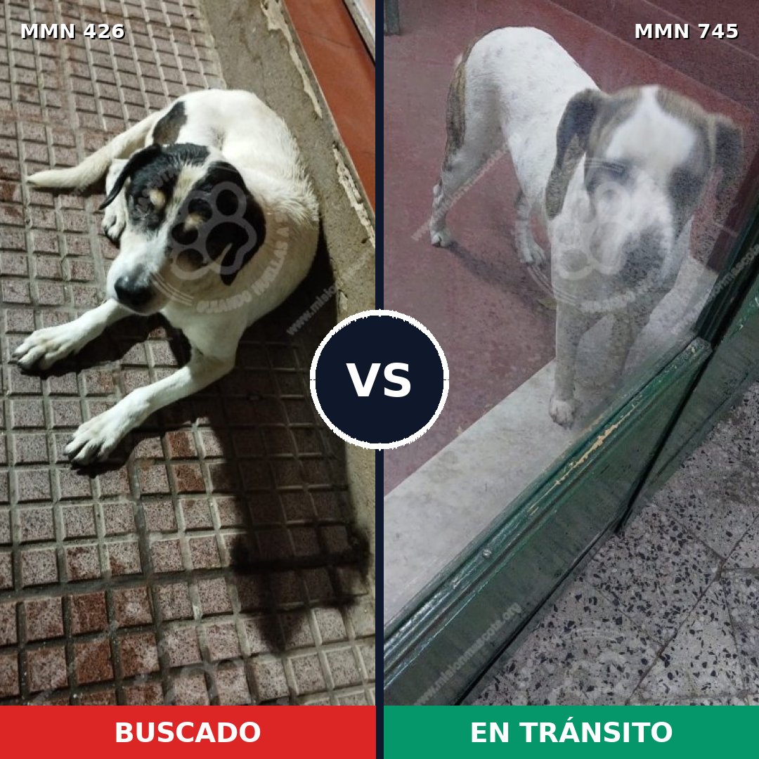 Comparativa MMS 11716: mascota perdida y mascota encontrada, 67% de similitud
