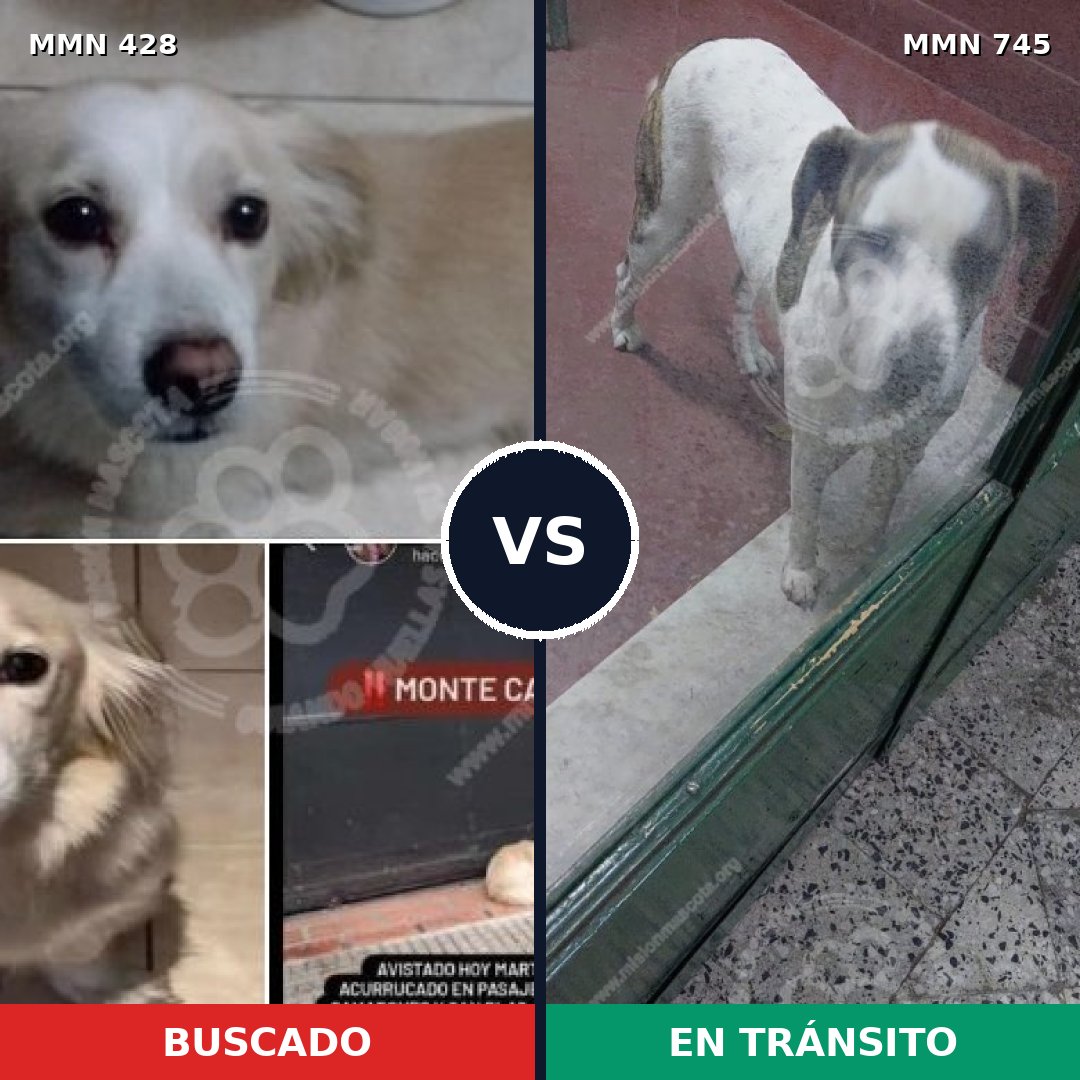Comparativa MMS 11717: mascota perdida y mascota encontrada, 64% de similitud