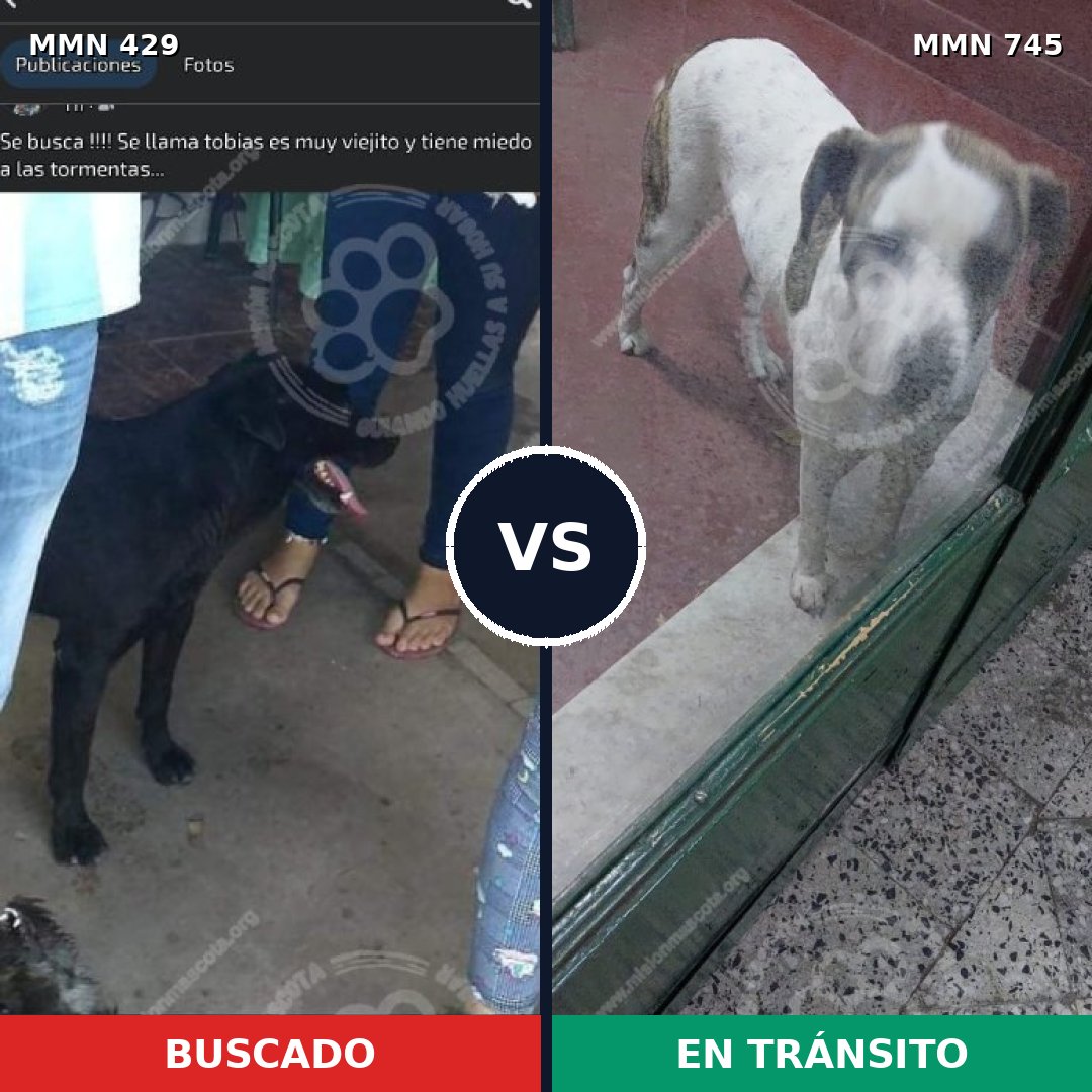 Comparativa MMS 11718: mascota perdida y mascota encontrada, 51% de similitud