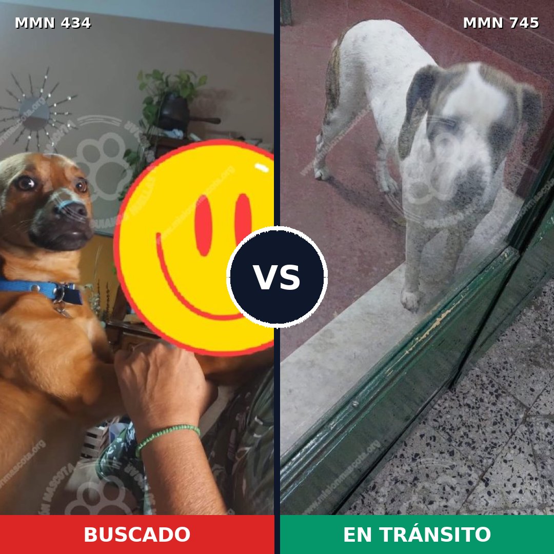 Comparativa MMS 11719: mascota perdida y mascota encontrada, 56% de similitud