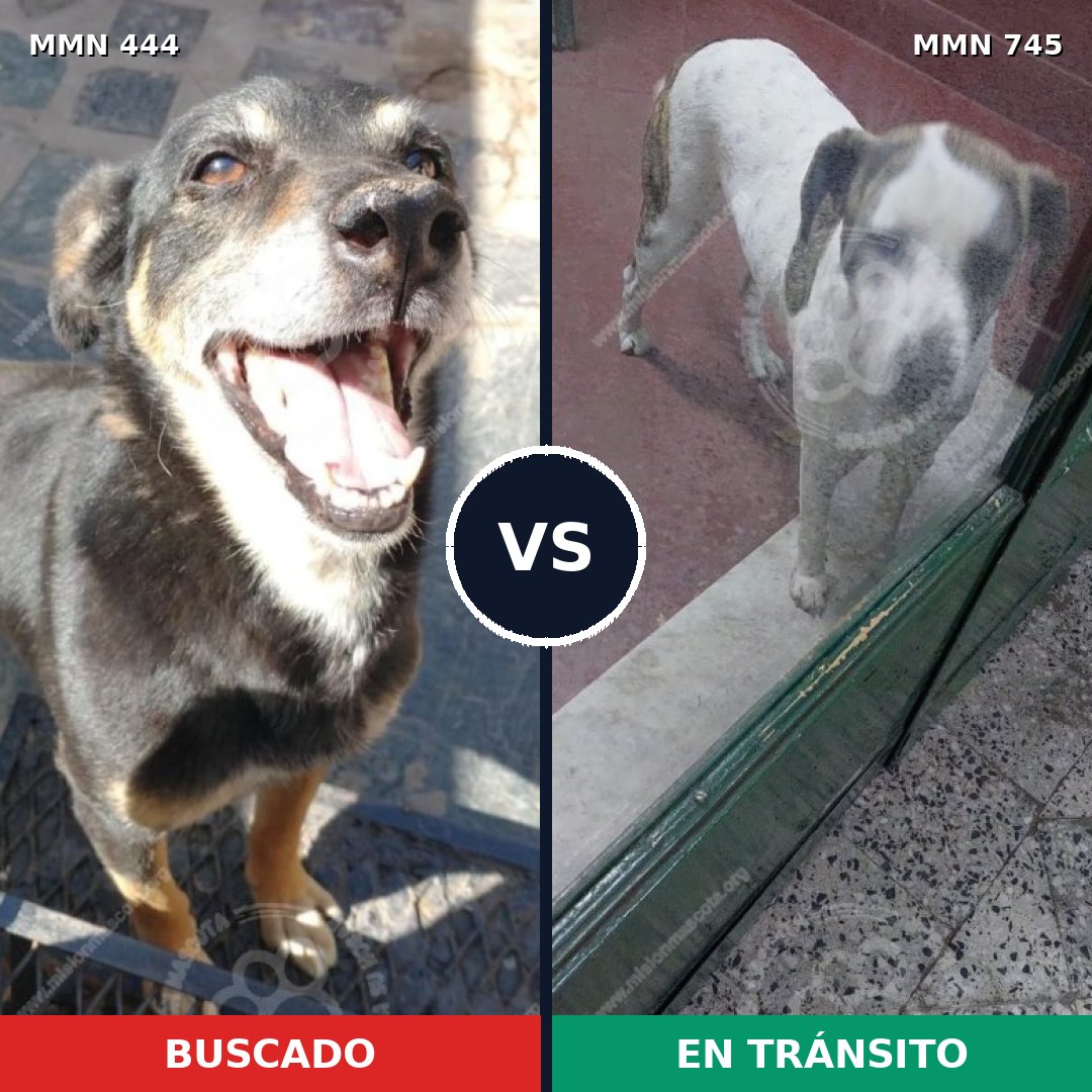 Comparativa MMS 11720: mascota perdida y mascota encontrada, 39% de similitud