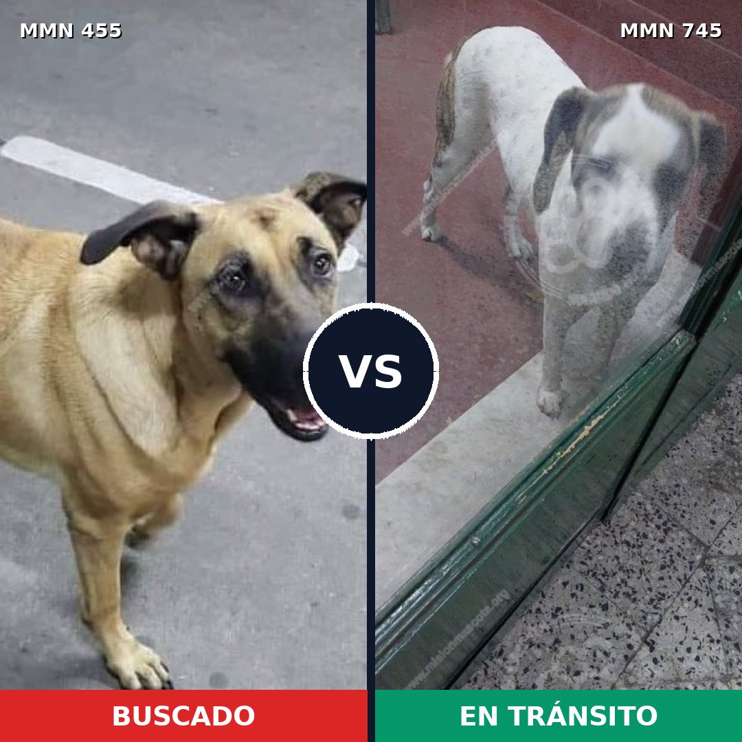 Comparativa MMS 11721: mascota perdida y mascota encontrada, 56% de similitud