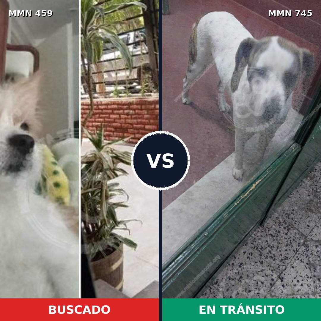 Comparativa MMS 11723: mascota perdida y mascota encontrada, 25% de similitud