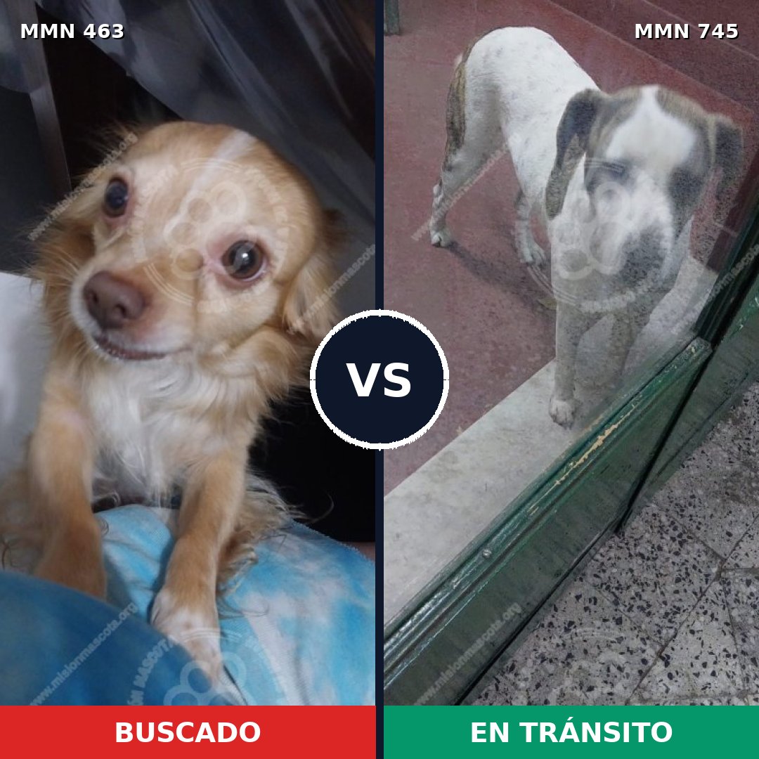 Comparativa MMS 11724: mascota perdida y mascota encontrada, 30% de similitud