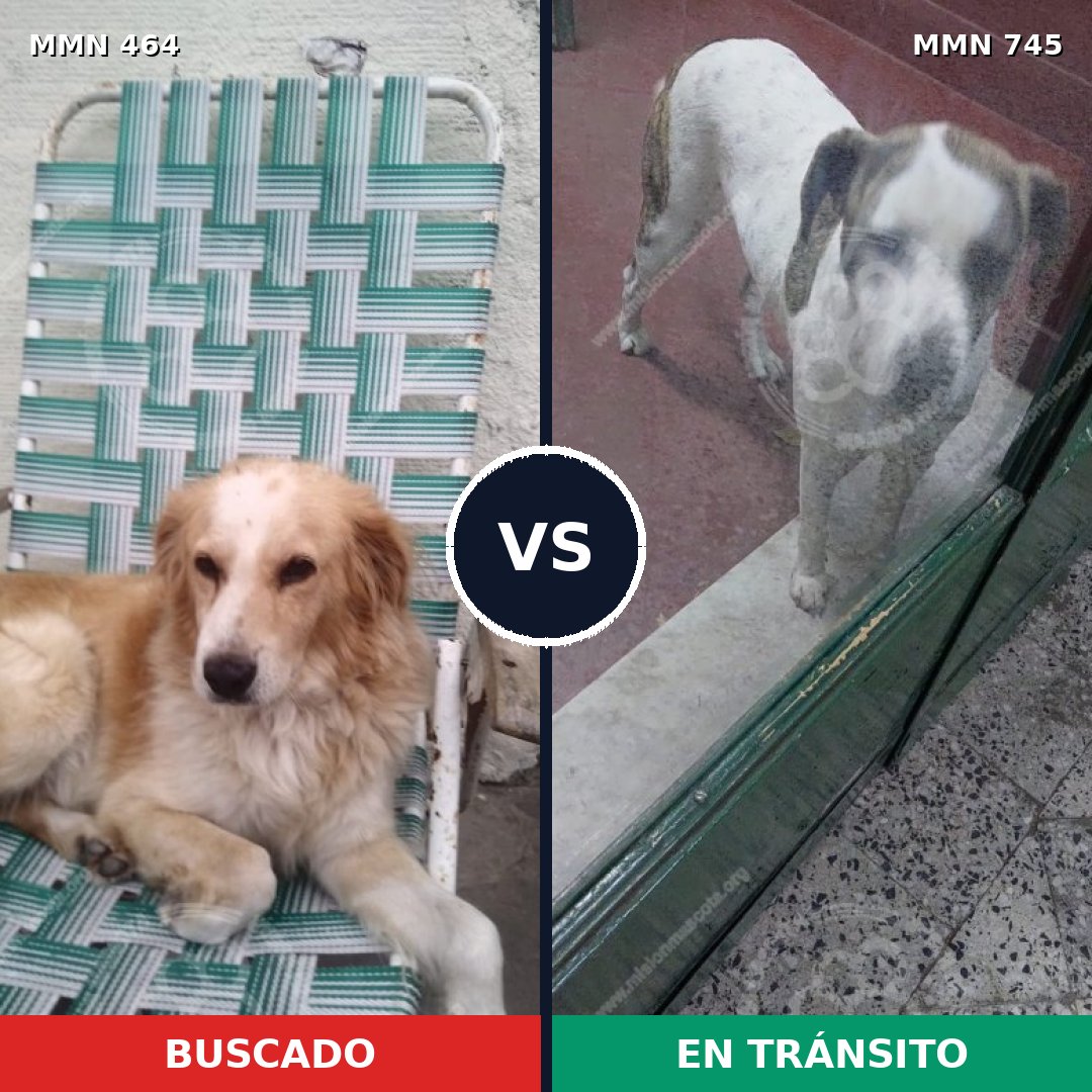 Comparativa MMS 11725: mascota perdida y mascota encontrada, 53% de similitud
