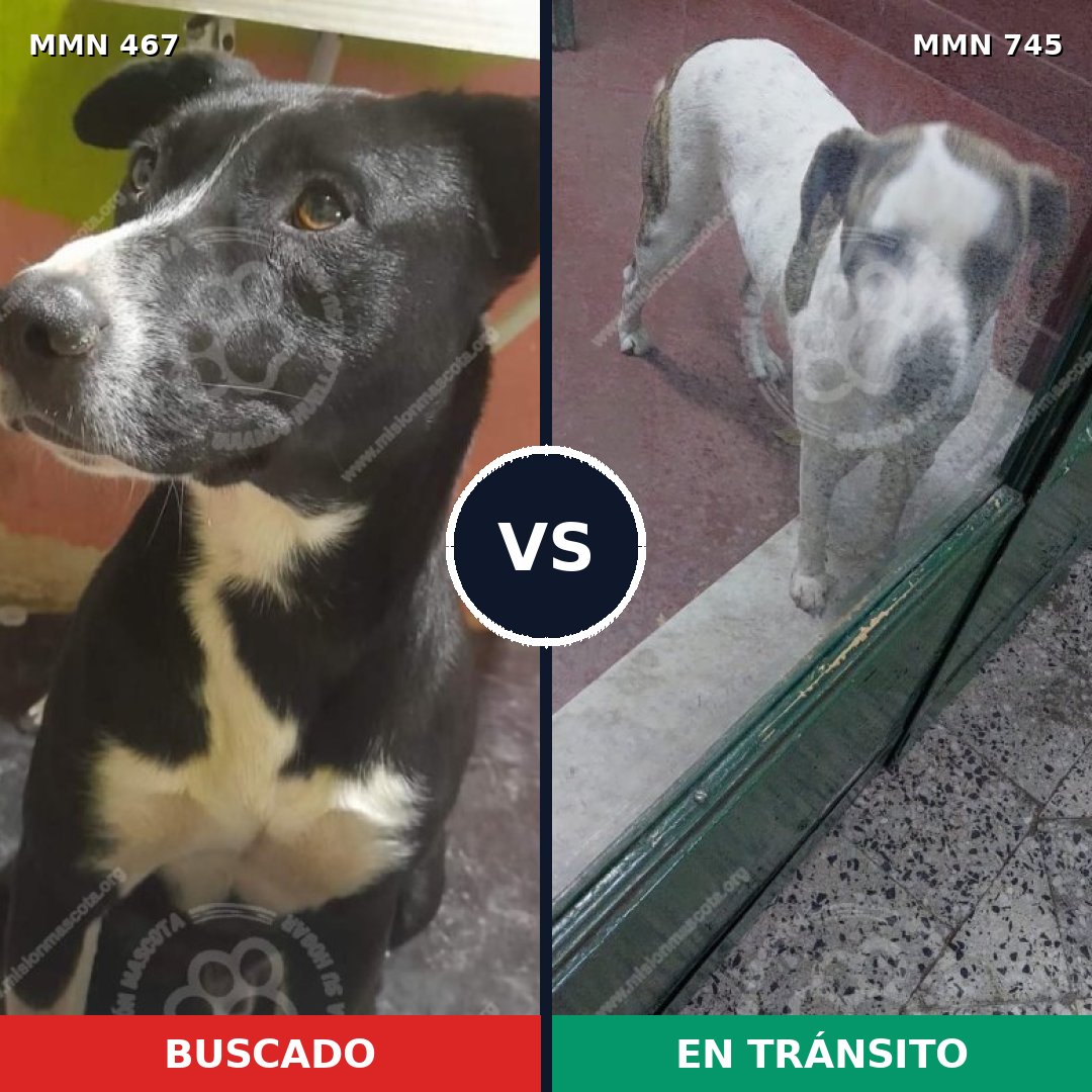 Comparativa MMS 11726: mascota perdida y mascota encontrada, 68% de similitud