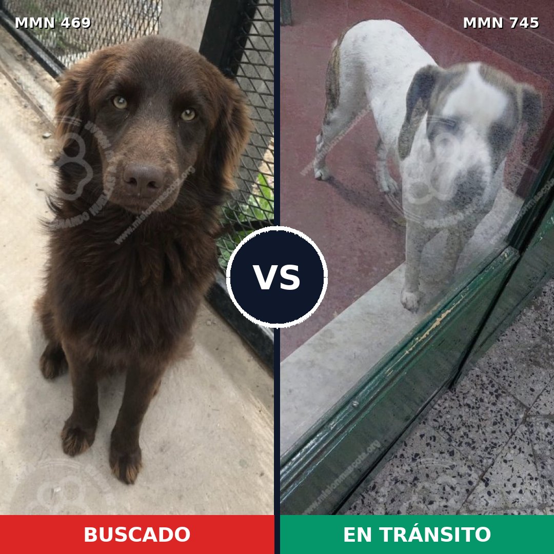 Comparativa MMS 11727: mascota perdida y mascota encontrada, 52% de similitud