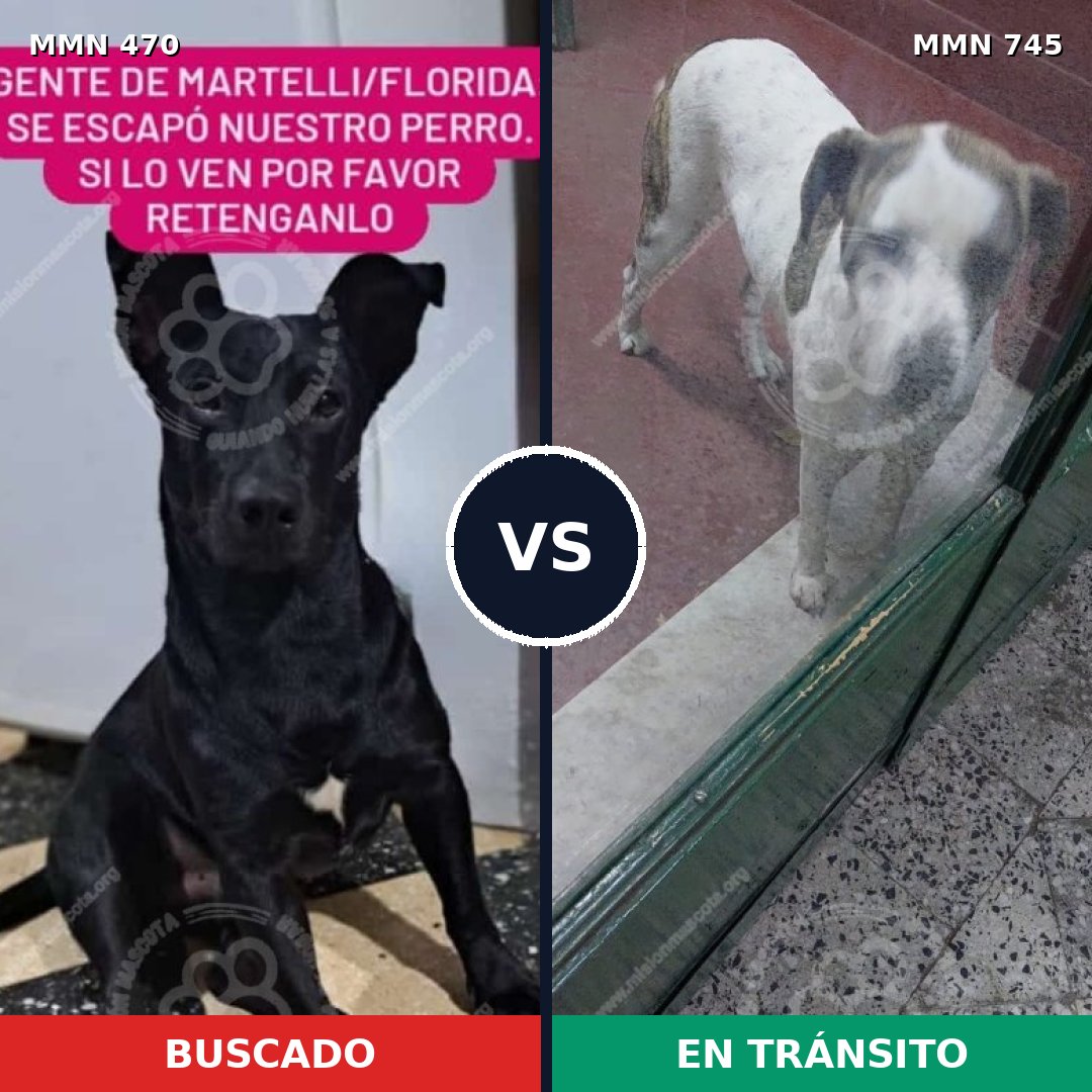 Comparativa MMS 11728: mascota perdida y mascota encontrada, 68% de similitud