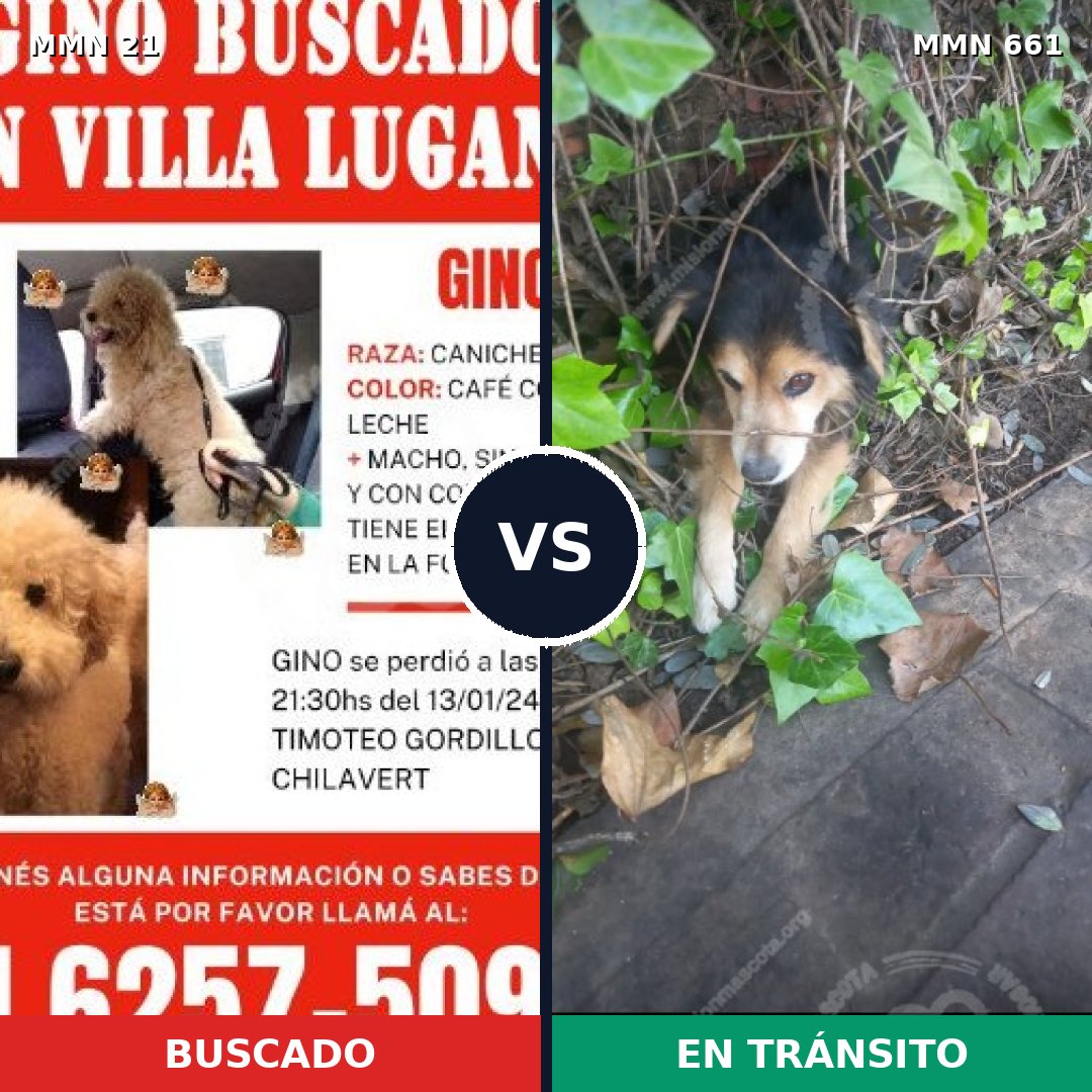 Comparativa MMS 1173: mascota perdida y mascota encontrada, 45% de similitud