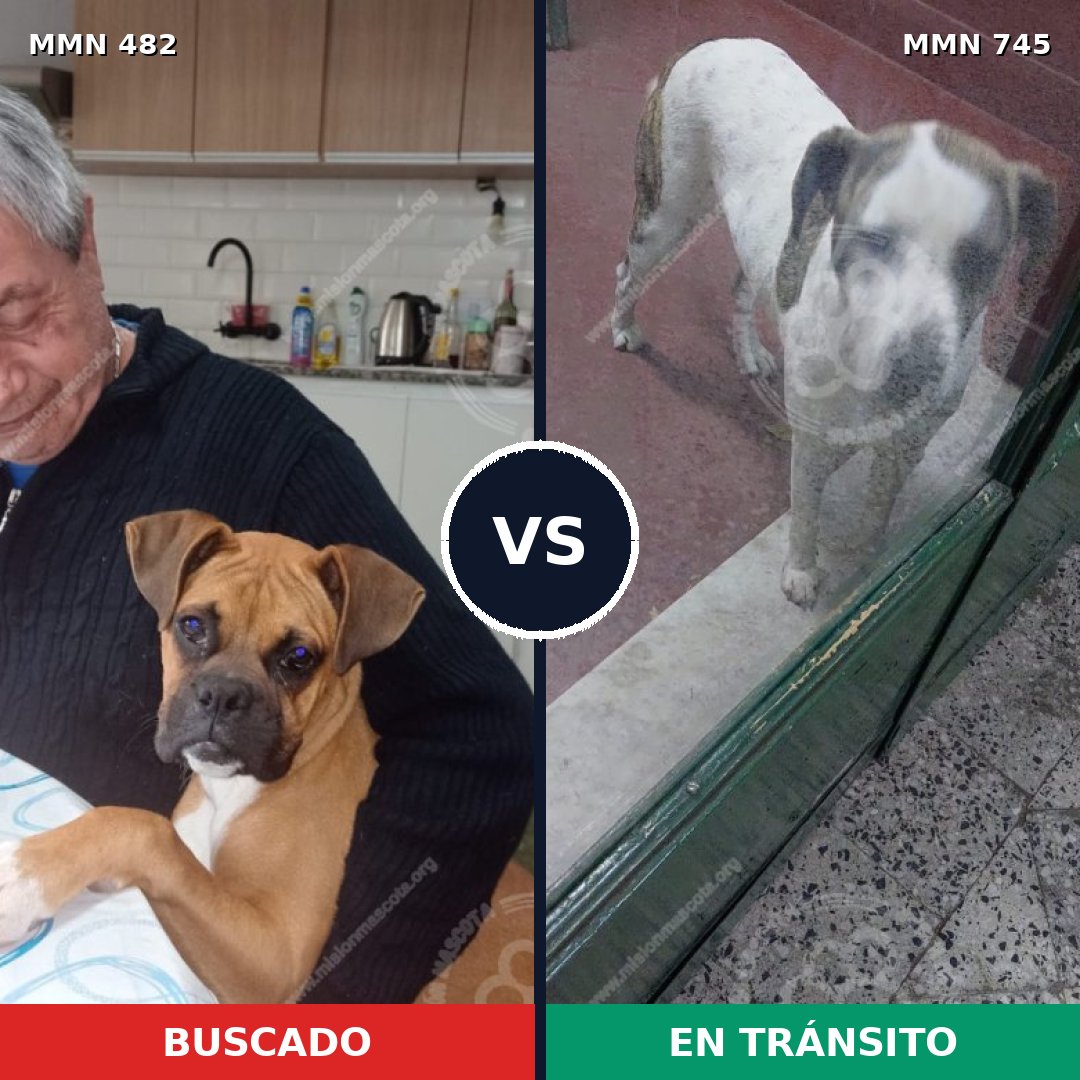 Comparativa MMS 11732: mascota perdida y mascota encontrada, 33% de similitud