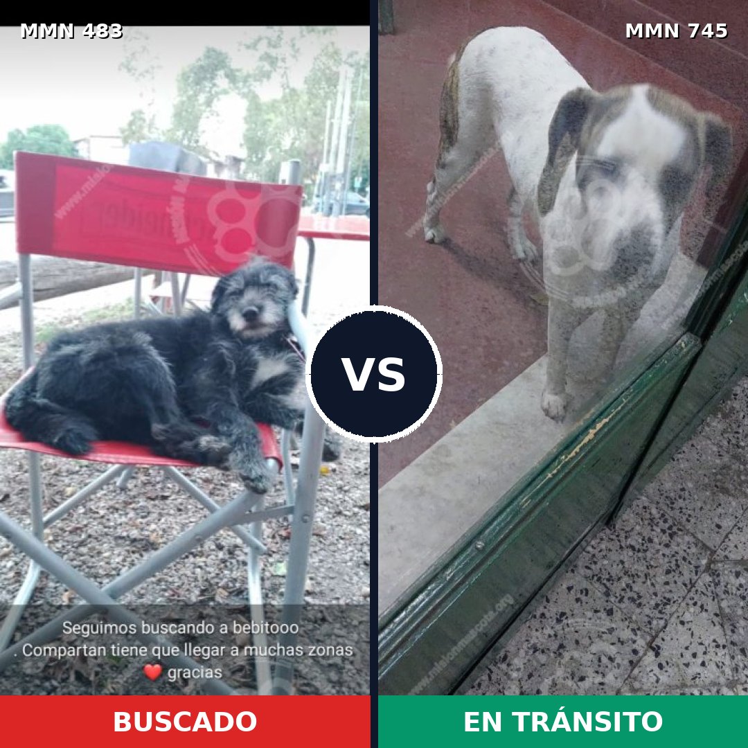 Comparativa MMS 11733: mascota perdida y mascota encontrada, 49% de similitud