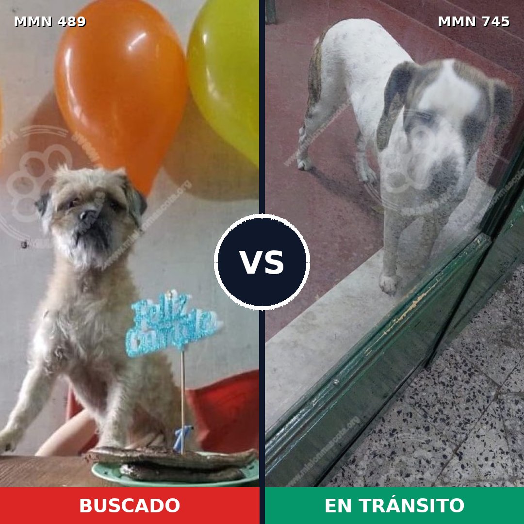 Comparativa MMS 11734: mascota perdida y mascota encontrada, 55% de similitud
