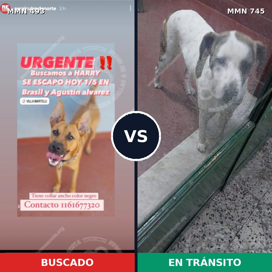 Comparativa MMS 11736: mascota perdida y mascota encontrada, 47% de similitud
