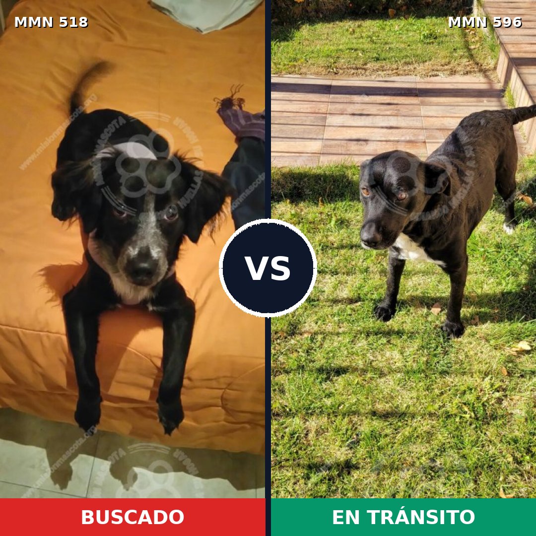 Comparativa MMS 11737: mascota perdida y mascota encontrada, 72% de similitud