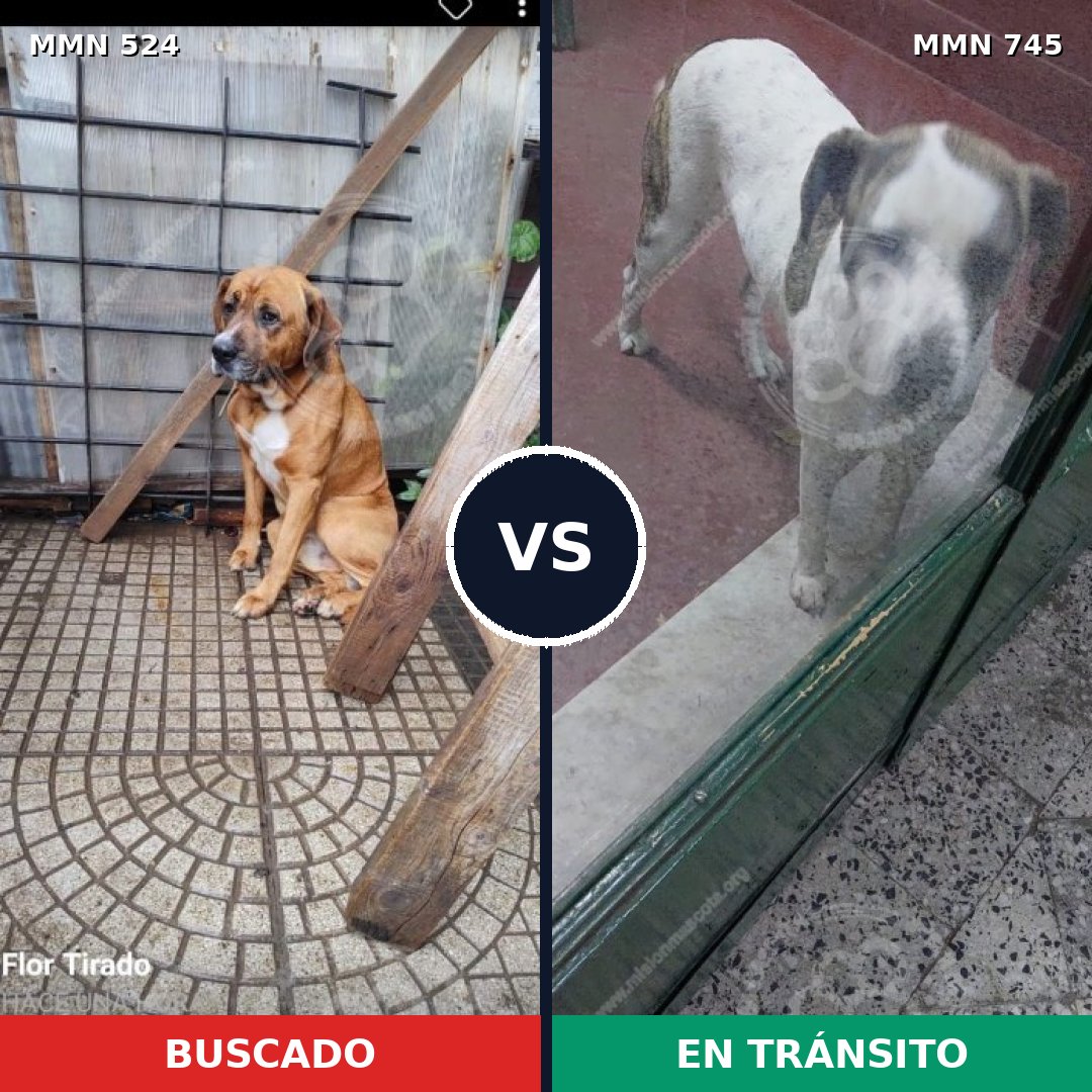 Comparativa MMS 11738: mascota perdida y mascota encontrada, 39% de similitud
